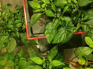 Hydrogarten Vogelperspektive