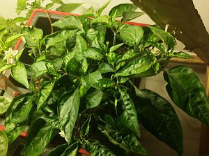 Hydrogarten