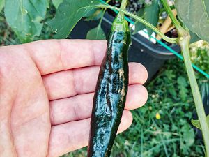 Aji Panca