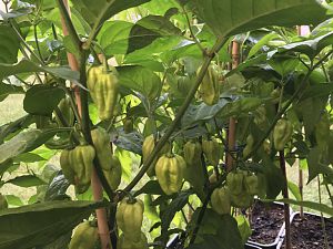 Habanero White Giant