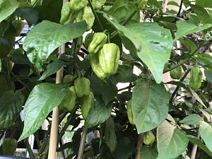 Habanero White Giant