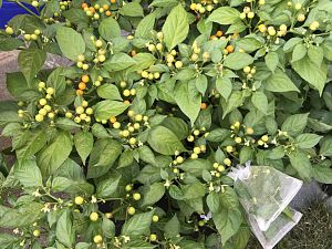 Aji Charapita