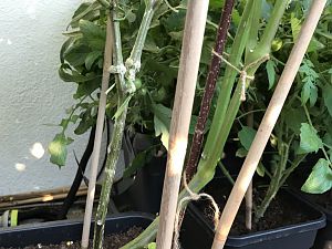 Physalis