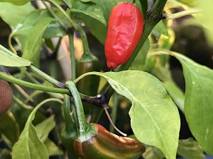 Fish Pepper