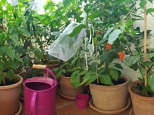 20180727_194330-balkon