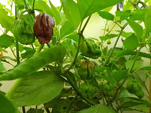 20180727_194903-trinidad-douglah