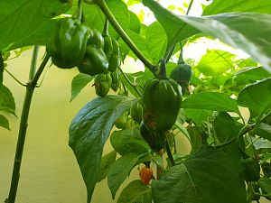 20180727_194803-scotch-bonnet-moa