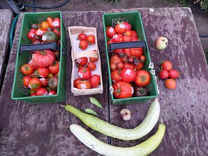2018_07_27_Tomatenernte