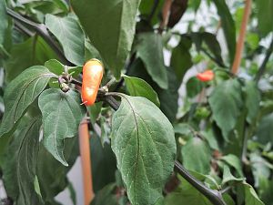 IMG_20180729_145839