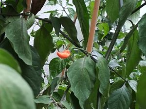 IMG_20180729_145848