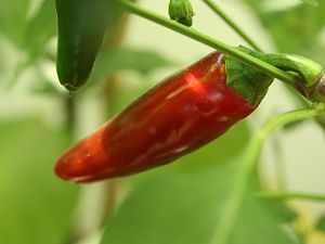 20180730-jalapeno-agriset-4109-HM6C3561