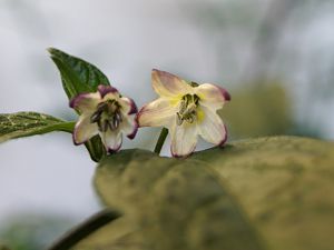 DSC09951