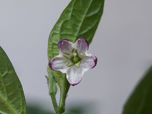 DSC09959