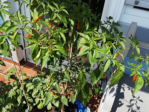 IMG_20180803_135528_811