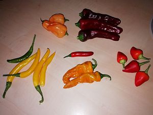 IMG_20180804_103619_664