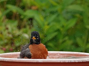 Robin