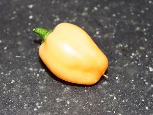 DSC00008