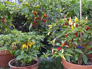 Teilbereich vom Chili-Garten