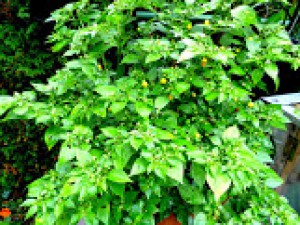 HmJtP-zwYUeab5J4yrjhmgZmzPSelbG3S4Q6A8PeJE5kw161-h213-p-no