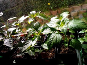Chili Fensterbank
