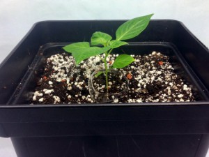 07_Aji_Charapita