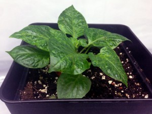 7_White_Unknown