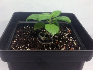 08_Rocoto_Canario