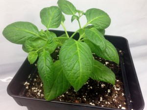 12_CAP_273