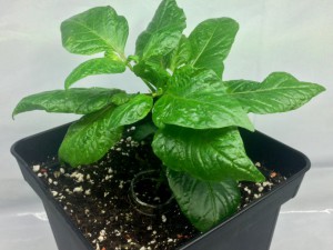 15_Trinidad_Hornet_F5