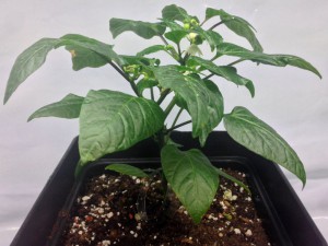 17_Bulgarian_Carrot