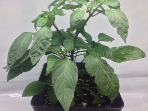 25_Supermarktchili_lang_rot_ms