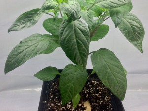30_Supermarktchili_lang_rot_ms_2