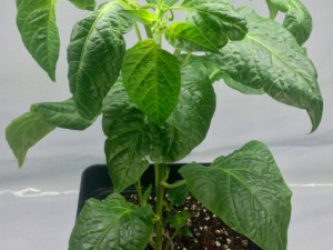 33_Aji_White_Fantasy