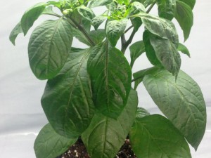 35_Supermarktchili_lang_rot_ms_3