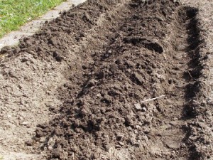 Chili2017-0404 017