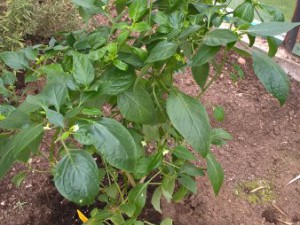 WP_20160410_14_32_31_Pro