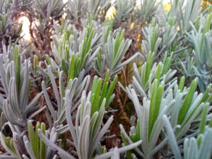 Lavendel 15.04.16
