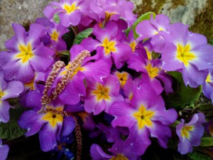 Wildprimeln 15.04.16