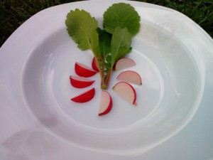 Radieschen Ernte 17.04.16