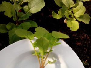 Radieschen Ernte 17.04.16