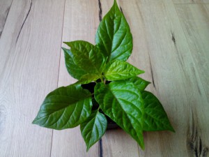 Trinidad Perfume oben