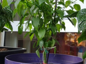 Cayenne_mit_Beeren_Fusionierungsversuch