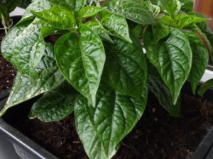 Golden_Limon_Long_2