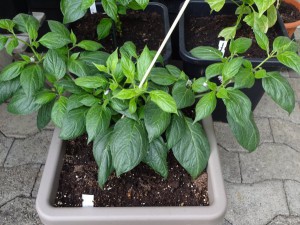 Rocoto_Canario