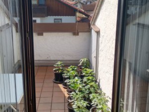 Gib ihnen!
