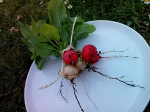 Radieschen Ernte 22.04.16