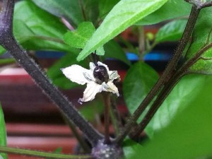 ThaiPrurple_Frucht
