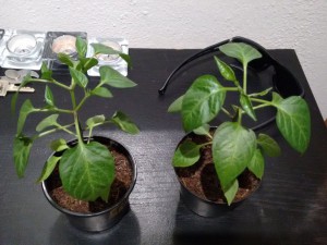 Jalapeno1