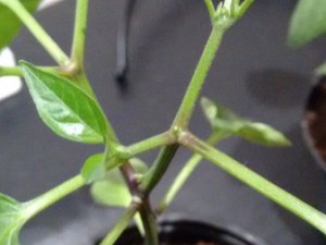 Jalapeno2