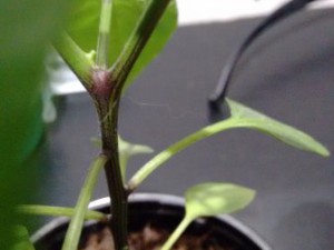Jalapeno3